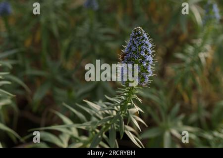 Pride of Madeira, also called Echium Candicans flower with bee working around, shallow focus Stock Photo