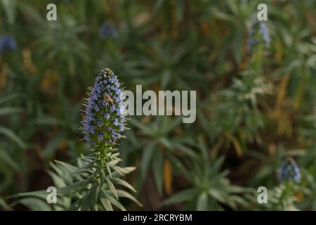 Pride of Madeira, also called Echium Candicans flower with bee working around, shallow focus Stock Photo