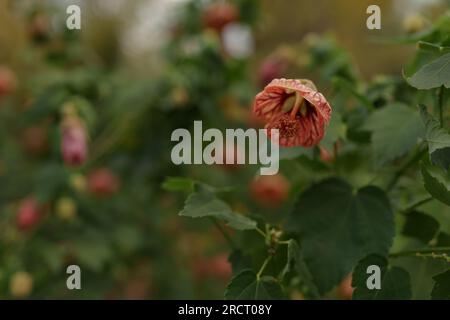 Abutilon hybridum flower closeup photo, shallow focus Stock Photo