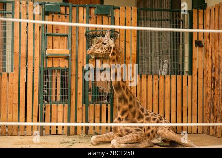 Giraffe calf born at the Zoo indoors in a cage in the Gdansk Zoo, Oliwa, Gdansk, Poland, Europe, EU Stock Photo