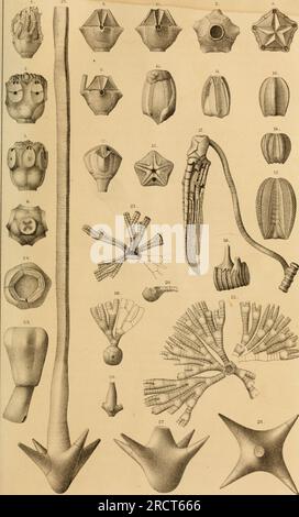 'Annual report of the regents of the university of the state of New York on the condition of the State Cabinet of Natural History and the historical and antiquarian collection annexed thereto' (1853) Stock Photo