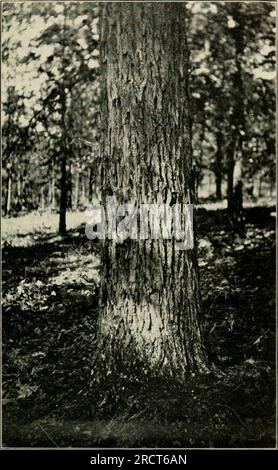 'Economic botany of Alabama' (1913-1928.) Stock Photo