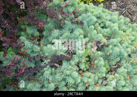 Colorado Blue Spruce, Picea pungens 'Kloster Maria Stern' garden cultivar Stock Photo