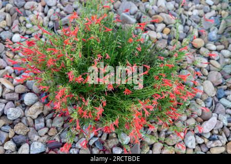 Red penstemon plant on the pebbles. Aurora, Colorado Stock Photo