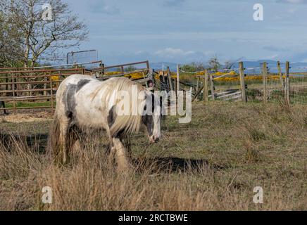 Black and white travellers cob horse with beautiful long mane Stock Photo