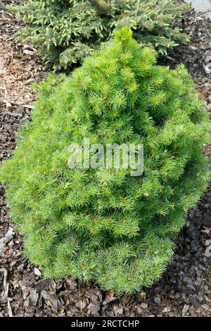 Pinaceae, Small, Tree, White Fir, Abies concolor 'Nana Domschke' Ideal for Rock gardens, Dwarf, Fir Stock Photo