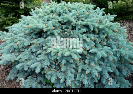 Blue, Conifer, Spherical, Colorado Blue Spruce, Picea pungens 'Domschke' in garden, dwarf tree Stock Photo