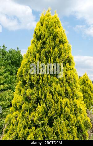 Thuja orientalis 'Elegantissima',Tree Stock Photo