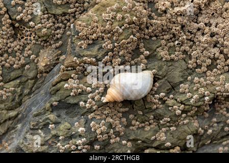Dog whelk attached to rock covered in barnacles Stock Photo