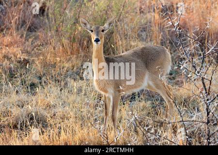 A female southern reedbuck (Redunca arundinum) in natural habitat, South Africa Stock Photo