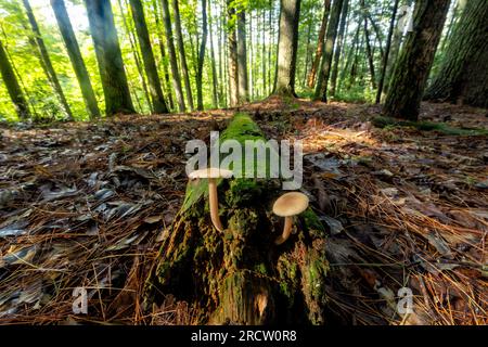 Wild mushrooms growing on fallen tree trunk - Brevard, North Carolina, USA Stock Photo