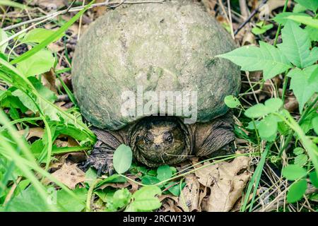 Close-up image of the common snapping turtle in Kensington Metro Park in Michigan Stock Photo