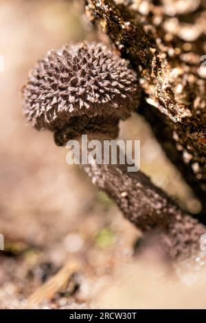 Old man of the woods (Strobilomyces sp.) Mushroom - Headwaters State Forest, near Brevard, North Carolina, USA Stock Photo