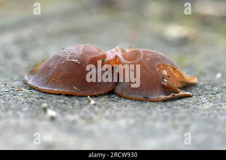 Close up image of tree resin on a walkway. Wallpaper, selective focus. Abstract image Stock Photo