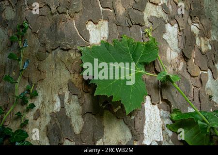 Leaf of Plane tree Stock Photo