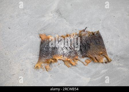 Sugar Kelp (Saccharina latissima) seaweed on grey sand, Ardalanish Beach, Mull Stock Photo