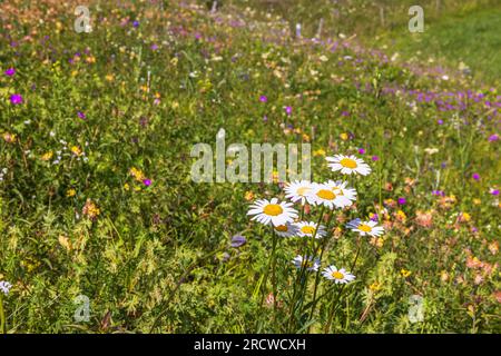 Flowering Oxeye daisy wildflowers on meadow Stock Photo