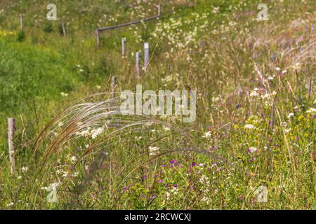 Stipa pennata with long grass straws Stock Photo