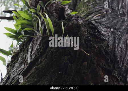 A fern plant growing on top of the trunk surface of an Acacia Auriculiformis Tree, a low angle view Stock Photo