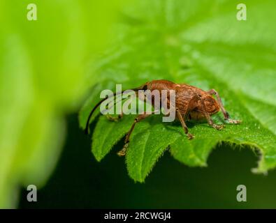 Sideways shot of a acorn weevil resting on a green leaf Stock Photo