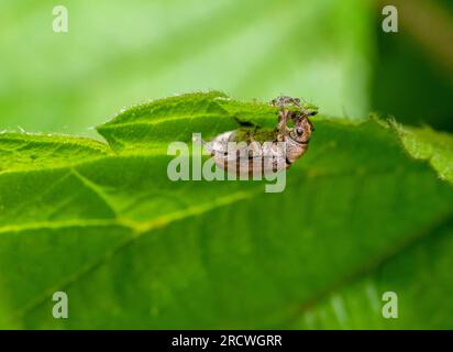 Common leaf weevil on stinging nettle leaf Stock Photo