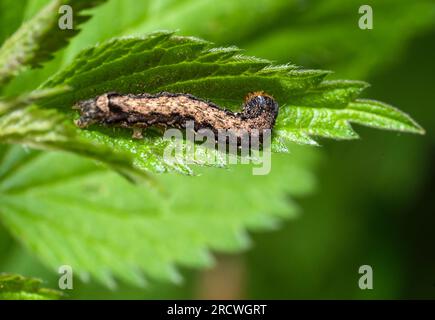 Owlet moth larva on stinging nettle leaf Stock Photo