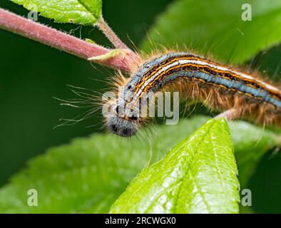 Macro shot showing a lackey moth on a twig with green leaves Stock Photo