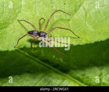 Male philodromid crab spider at the edge of a green leaf Stock Photo