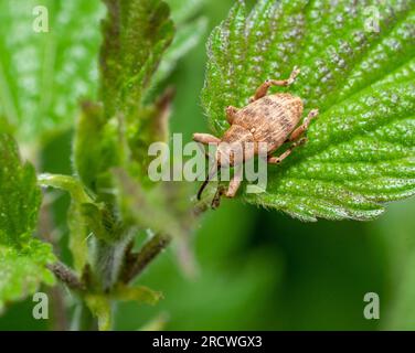 High angle shot of a acorn weevil resting on a green leaf Stock Photo