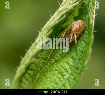 Macro shot of a buzzing spider lurking in a leaf Stock Photo