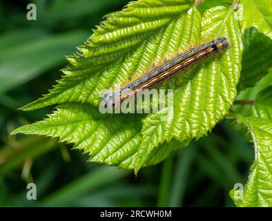 Macro shot showing a lackey moth on a twig with green leaves Stock Photo