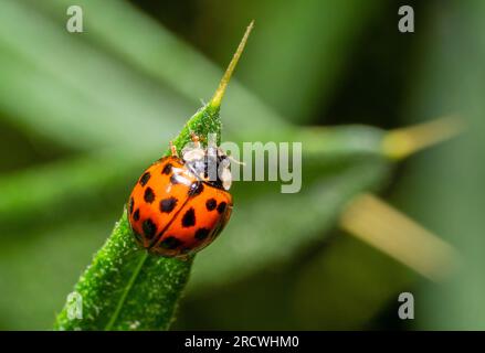 Macro shot showing an asian ladybug on a green leaf Stock Photo