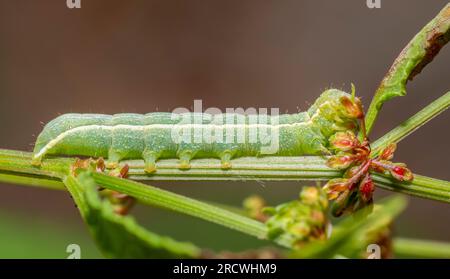 Sideways shot showing a caterpillar of the clouded drab moth Stock Photo