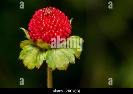 Closeup shot of a false strawberry fruit in dark back Stock Photo