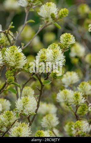 Fothergilla intermedia Blue Shadow, Fothergilla, Fothergilla blue shadow, Fothergilla gardenii Blue Shadow, deciduous shrub, white flowers Stock Photo