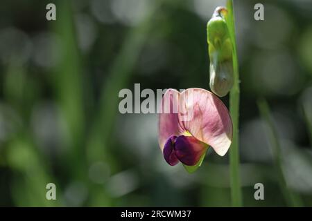 Closeup view of the flat pea or narrow leaved  everlasting pea (Lathyrus sylvestris). Stock Photo