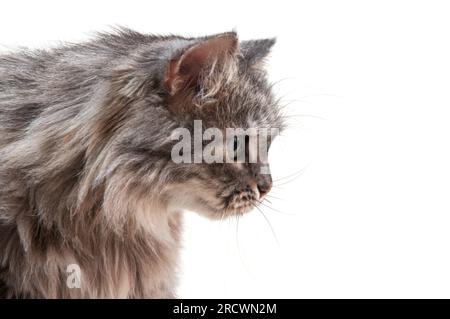 Adorable Domestic fluffy gray Cat with long Whiskers isolated on White Background Stock Photo