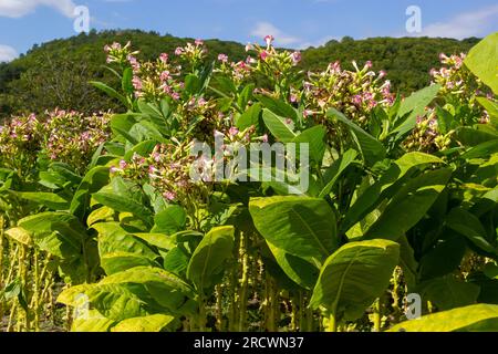 Tobacco Flowers. Tobacco big leaf crops growing in tobacco plantation field. Stock Photo