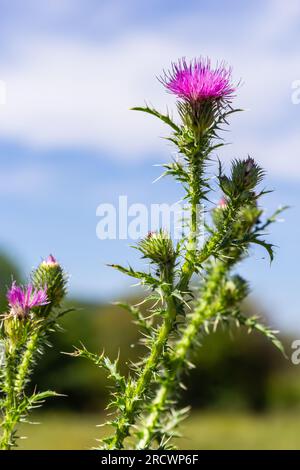 Blessed milk thistle pink flowers, close up. Silybum marianum herbal remedy plant. Saint Mary's Thistle pink blossoms. Marian Scotch thistle pink bloo Stock Photo