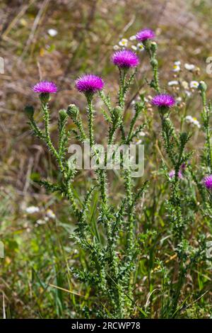 Blessed milk thistle flowers in field, close up. Silybum marianum herbal remedy, Saint Mary's Thistle, Marian Scotch thistle, Mary Thistle, Cardus mar Stock Photo