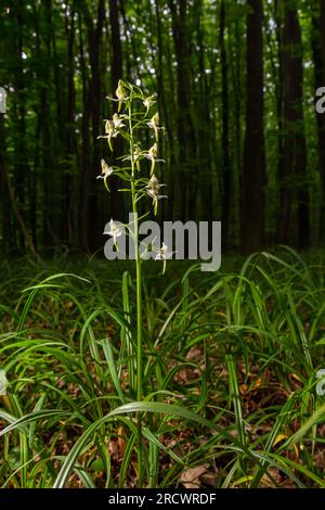 Platanthera bifolia, commonly known as the lesser butterfly-orchid is a species of orchid in the genus Platanthera. Blossom in the forest. Stock Photo