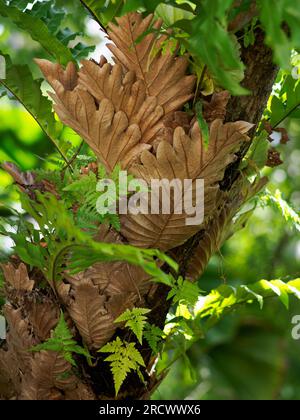 Drynaria quercifolia (Oak-leaf fern, pakpak lawin, gurar, koi hin, ashvakatri, or uphatkarul) is an epiphytic fern in the genus Drynaria, distributed Stock Photo