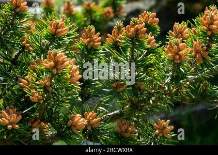 Pine Flowering, Jack Pine, Cones, Pinus banksiana male cones full of pollen in Spring Stock Photo