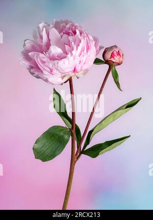 A beautiful pink Peony flower and bud against a soft focus pink background Stock Photo
