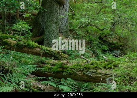 Bavarian Forest / Germany - Primary forest relict on steep slopes near Arber lake. Stock Photo