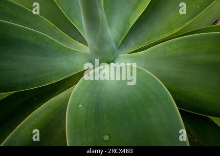 Water droplets on Yucca plant, Kauai Stock Photo