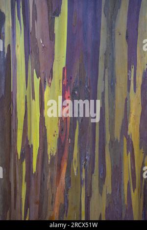 Rainbow Eucalyptus bark Stock Photo