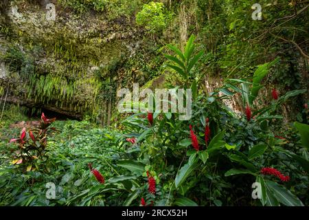 Flowers adorn the Fern Grotto, Kauai Stock Photo