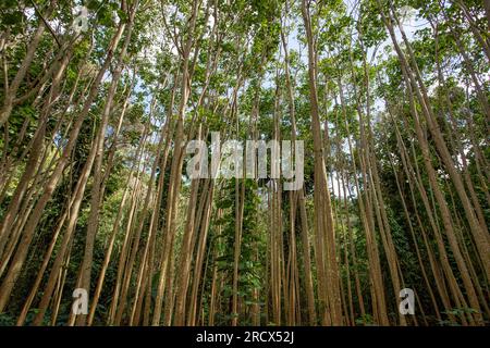 Kauai tree trunks in tropical forest, Fern Grotto, Kauai Stock Photo