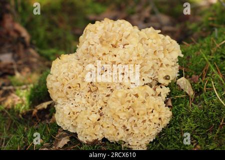 A wild edible fungus Wood Cauliflower (Sparassis crispa) growing in the forest. It has a yellowish creamy wavy surface, resembling lasagna noodles. Stock Photo